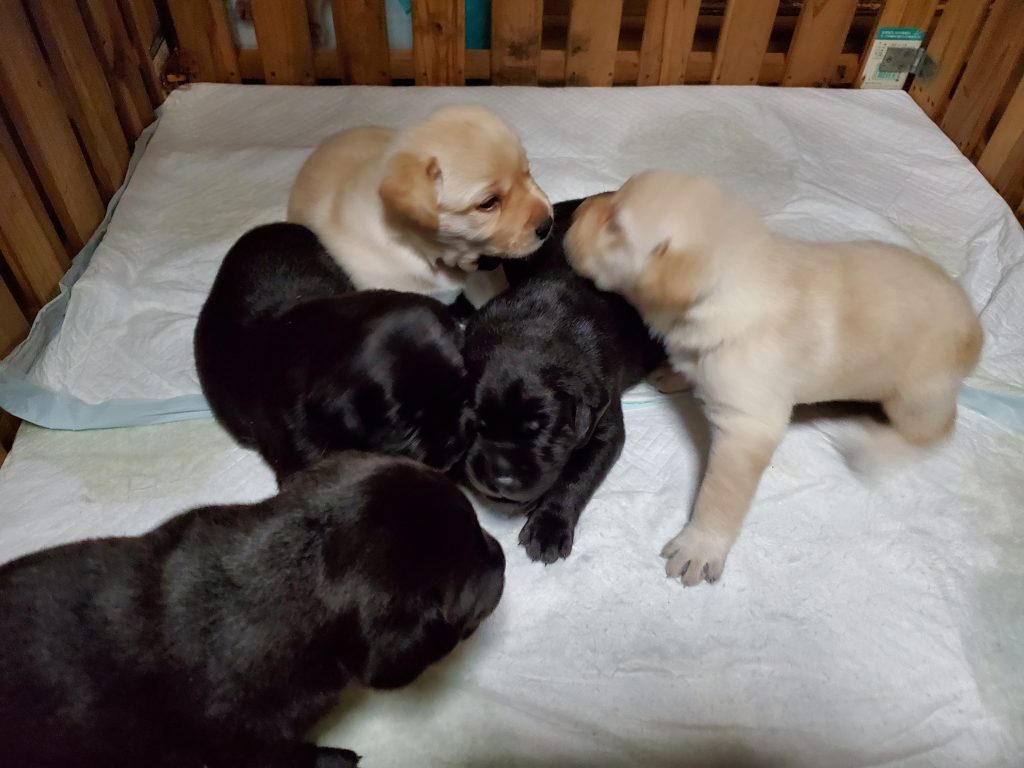 ラブラドールレトリバー子犬