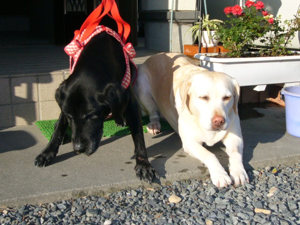 ラブ